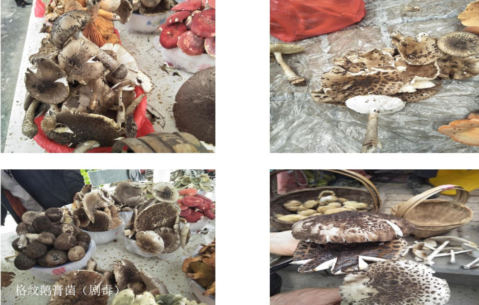 云南可食野生菌品种大全图片,海南常见的几种可食野生菌