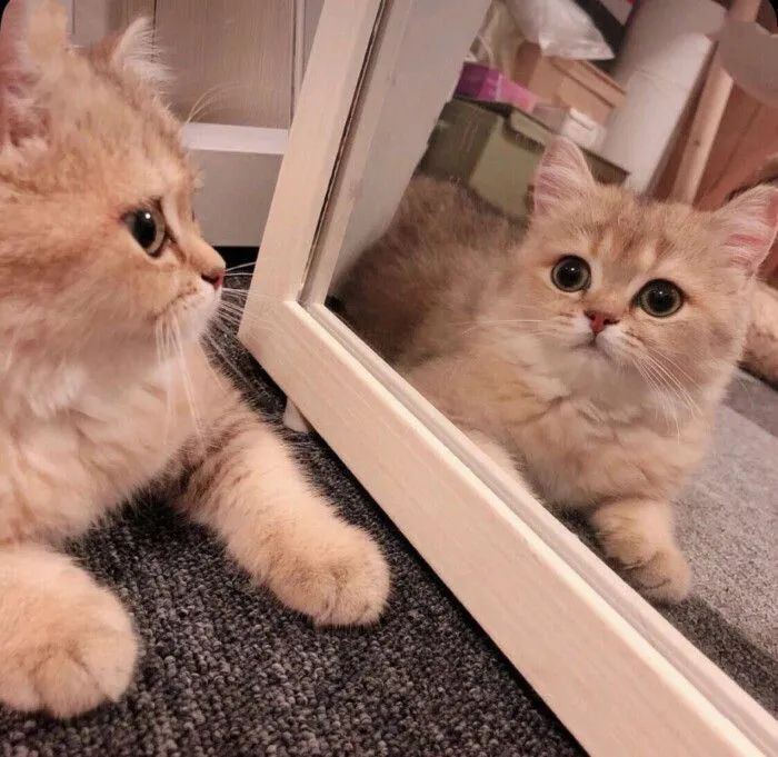 男生会用什么理由亲女朋友,男生为什么想要亲女朋友