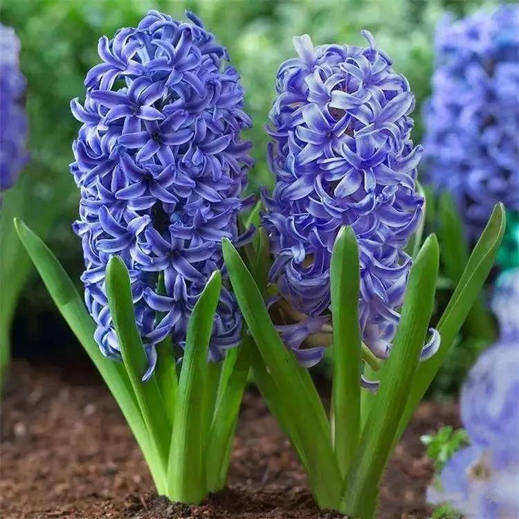 风信子花养护管理,风信子养护温度