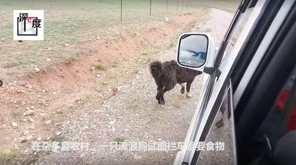 藏獒从东方神犬到无人问津,藏獒泡沫破灭