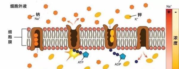 医学酸碱平衡课程,酸碱失衡教学视频