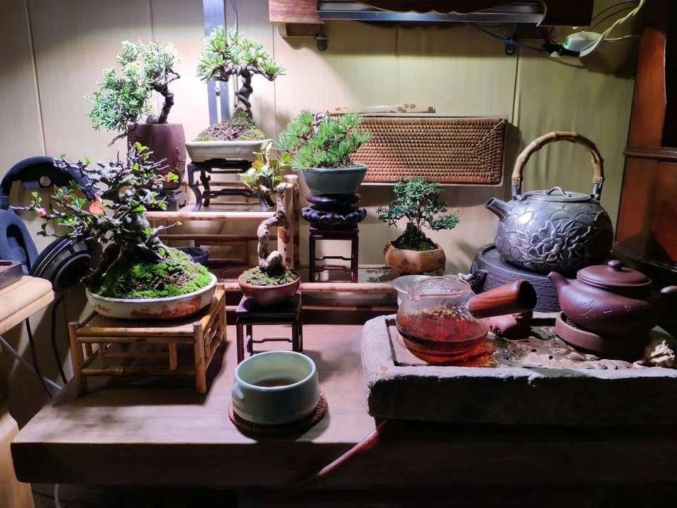 黑松苗临水式造型 (临水黑松苗)