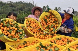 四会哪里有沙糖桔种植基地,四会桔子小镇沙糖桔