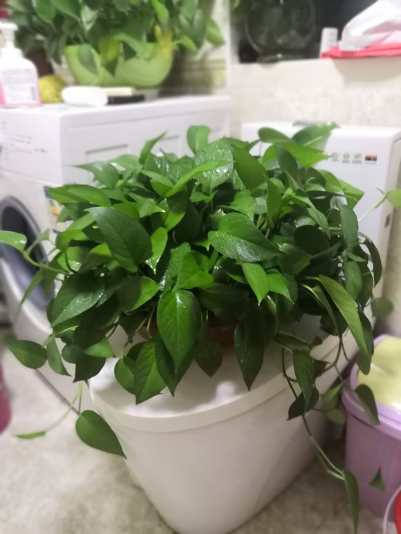 绿萝烂根咋救,绿萝烂根怎么水养