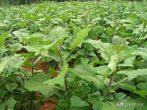 雪莲果种植技术和专用肥料,香甜水果种植技术