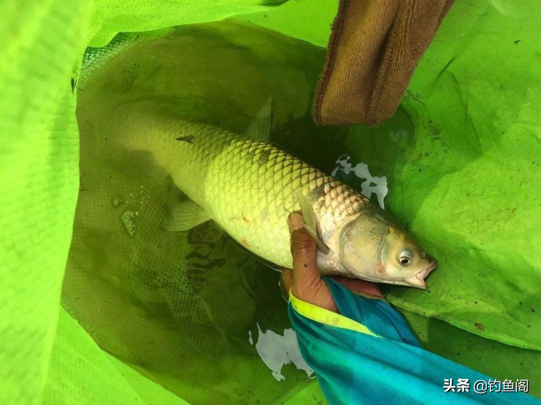 大鱼水深好钓还是水浅好钓,钓大鱼一般钓几米深水