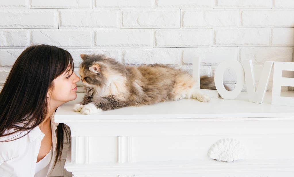 养猫人的精神状态图鉴,养猫人的精神状态一览