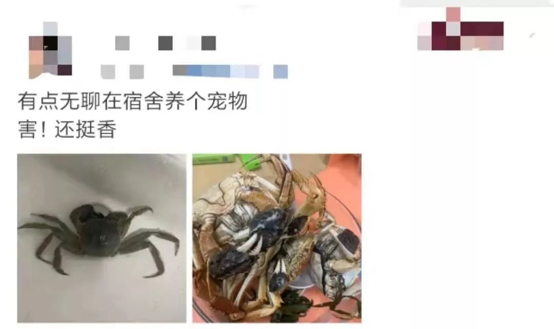 那些年舍友养过的奇葩宠物,你们身边的人都养什么奇怪的宠物