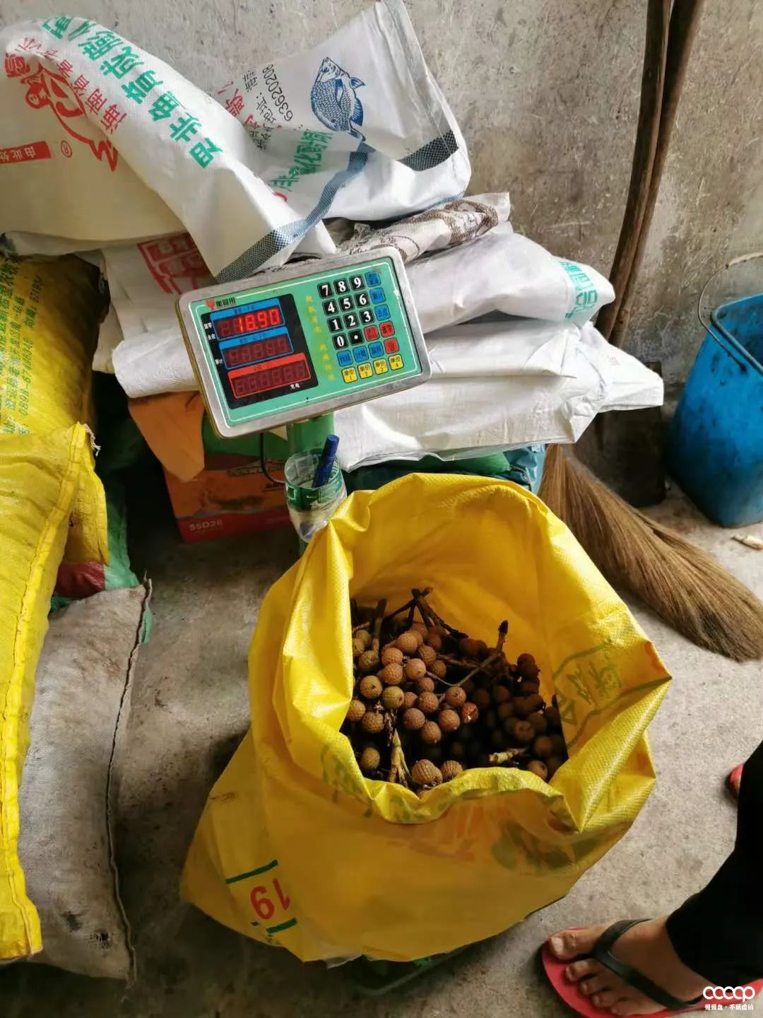 星月五指山料和毛感料区别,海南毛感星月介绍