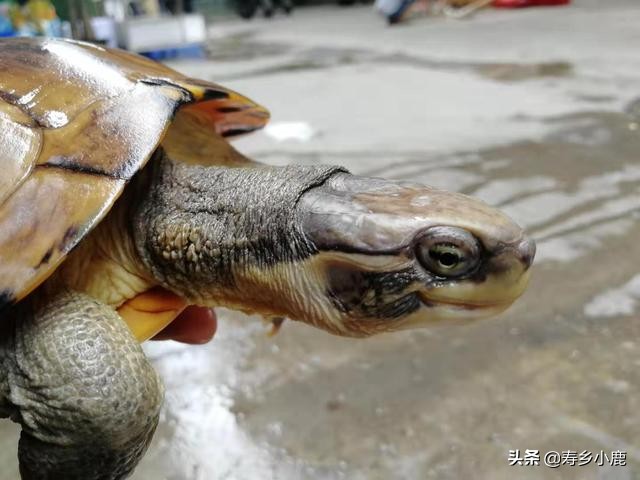 金钱龟现在市场行情,石金钱龟未来行情