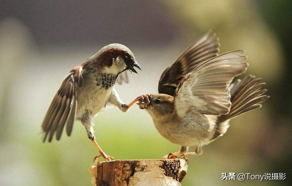 深度揭秘拍摄鸟类,如何拍鸟这些鸟类摄影技巧要学会