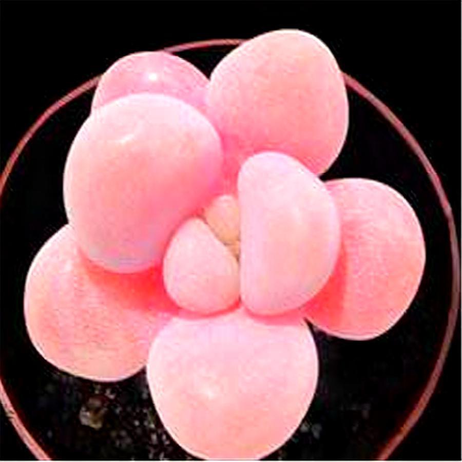 多肉桃蛋的缺点,桃蛋多肉有黑点怎么办