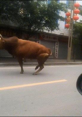 牛的交配与繁殖，奇怪的知识又增加了