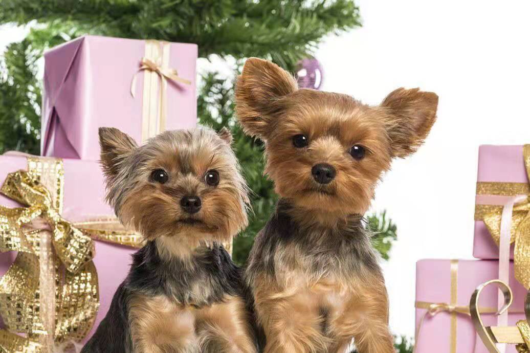 最浪漫的礼物美文,美文欣赏精选文章