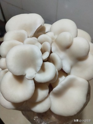 平菇瘦肉汤的做法湘菜,平菇肉片汤最美家常菜