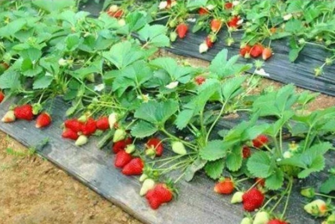 农民致富有哪些好项目,农民致富项目有哪几种