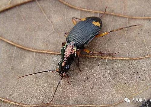 人工养殖的天敌昆虫,昆虫天敌大全