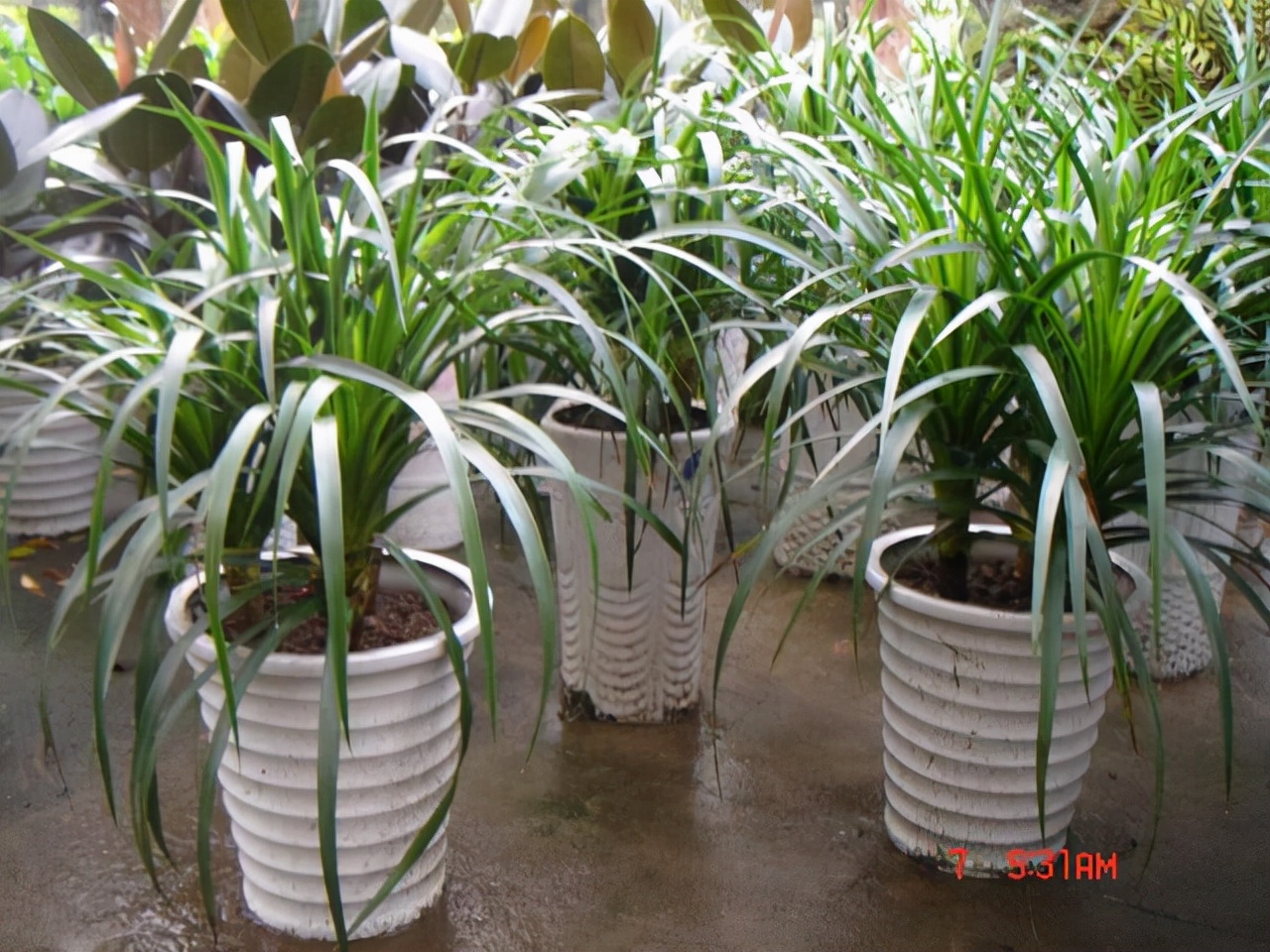 五种最好养的木本盆栽,懒人也可以养的盆栽好看又耐活