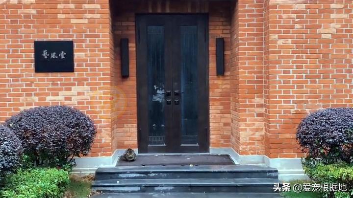 同伴被困空房子,流浪猫向人类求助,获救后它竟主动让出食物