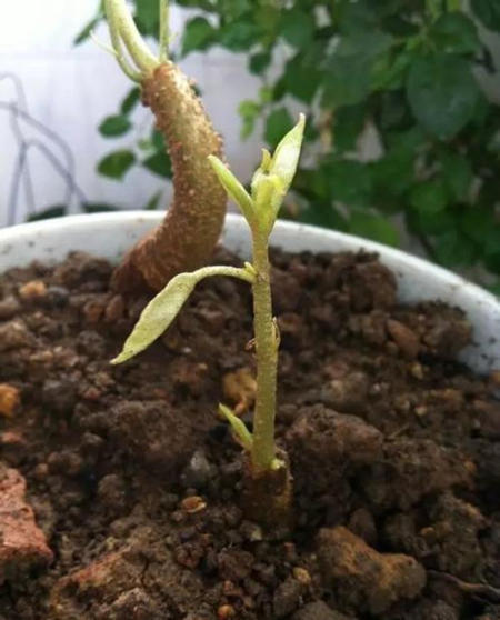 榴莲核发芽了怎么种出来要多久,榴莲核子怎样种才能种成一棵树