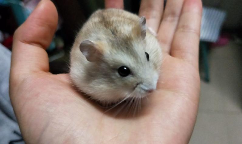 怎么在宿舍养宠物不被发现,有人在宿舍养猫怎么办