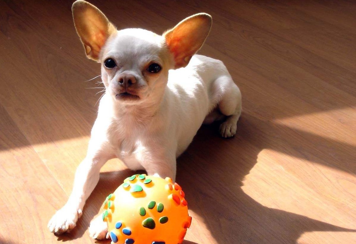 为什么不建议养吉娃娃,吉娃娃犬与吉娃娃哪个好养