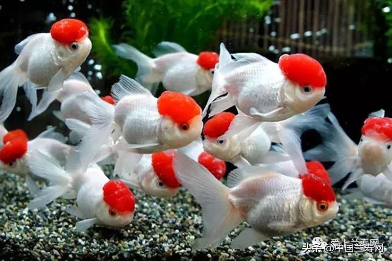 鹤顶红金鱼多久能长大,金鱼品种介绍之鹤顶红