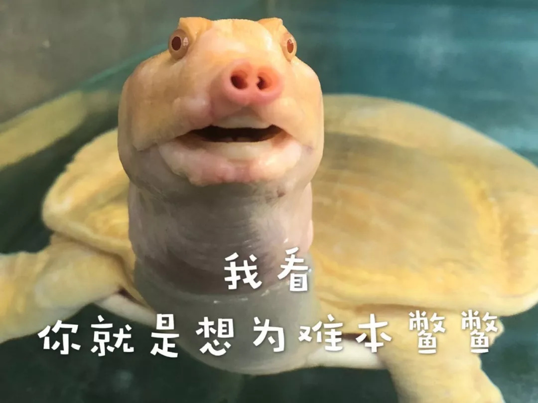 被蛇咬住应该捏住什么地方,被蛇咬了怎么能让它松口