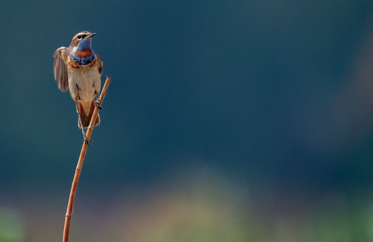 情人岛拍摄地点,情人岛航拍视频