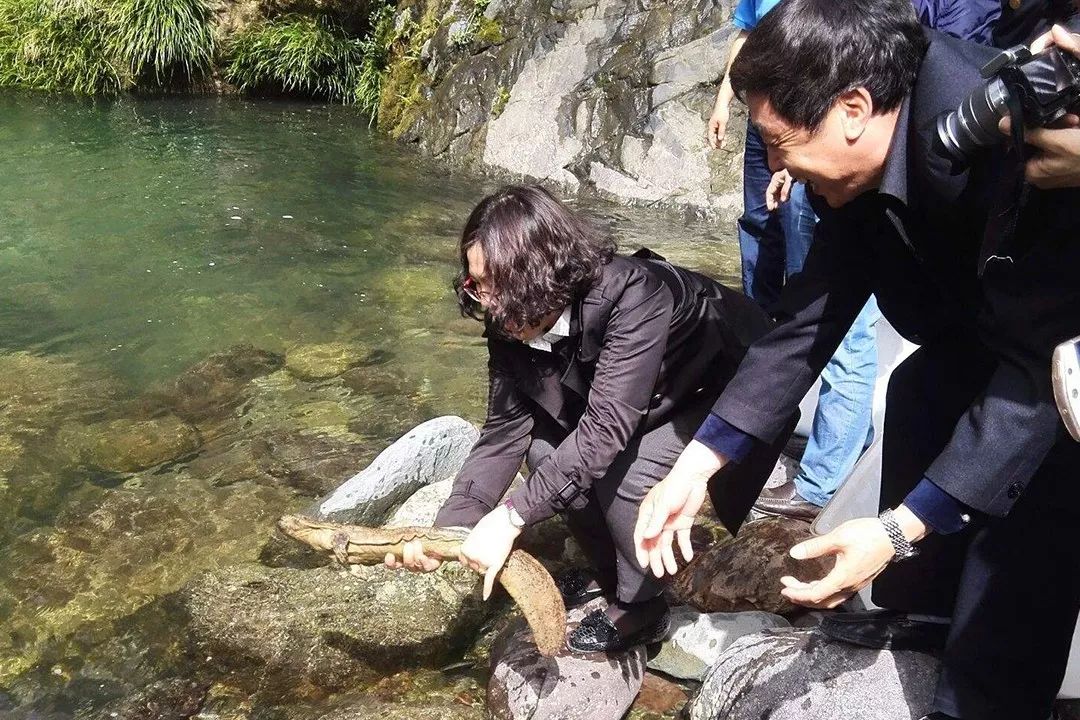 1.5亿年前的娃娃鱼，3000公里寻根的中华鲟，或因人类而灭绝