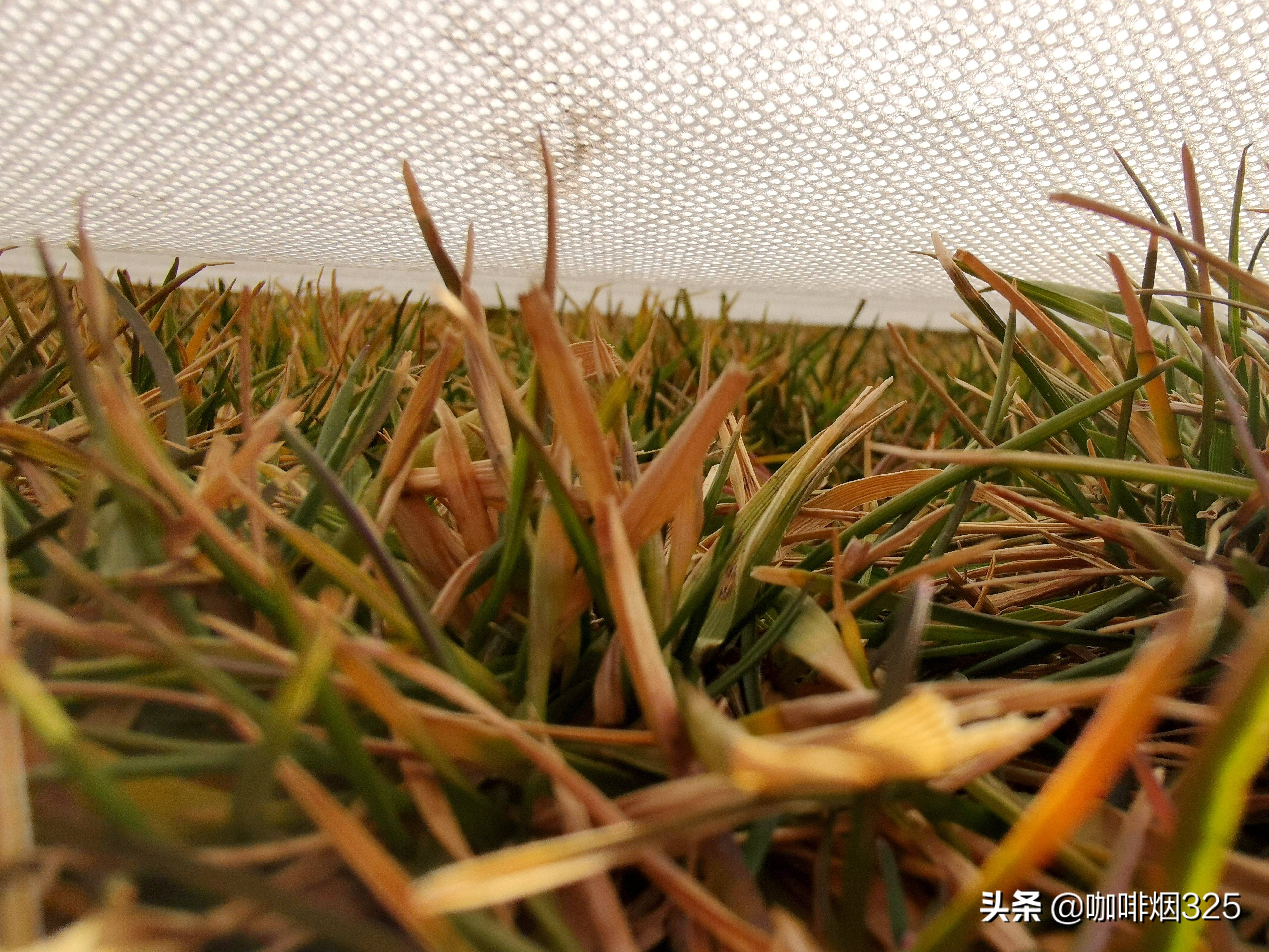 足球场草坪种植和养护,西北天然草皮足球场适合什么草种