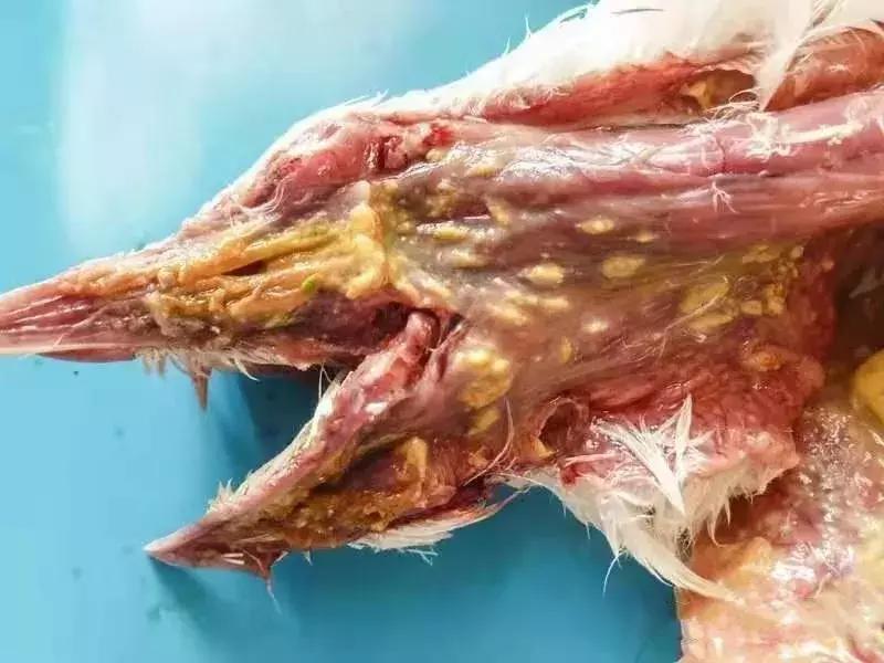 鸽子终身携带毛滴虫，高温高湿季节尤其严重，预防是重中之重