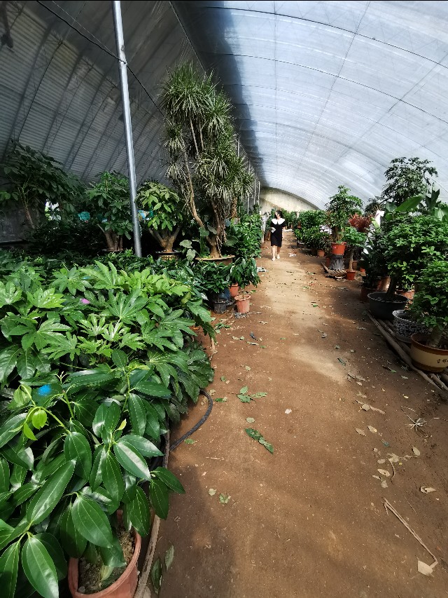 循迹盛京之十二浑南南井村花卉市场