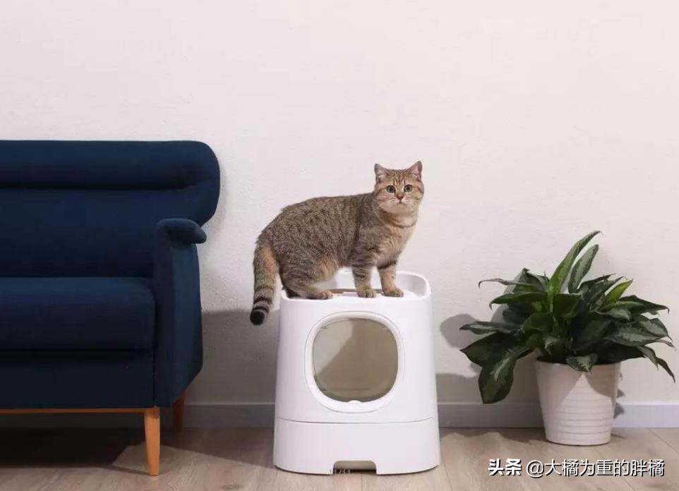 主人清理猫砂盆时,猫咪为什么喜欢在旁边看着?原来有这6个原因