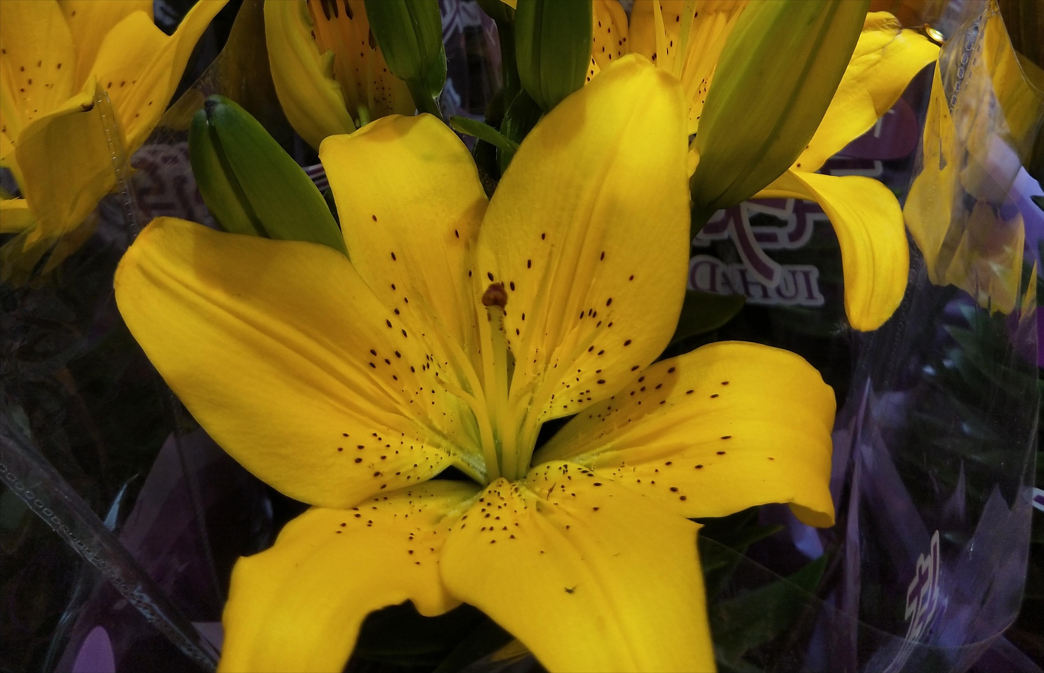 盆栽的百合怎么养最好,盆栽百合的养殖方法有哪些