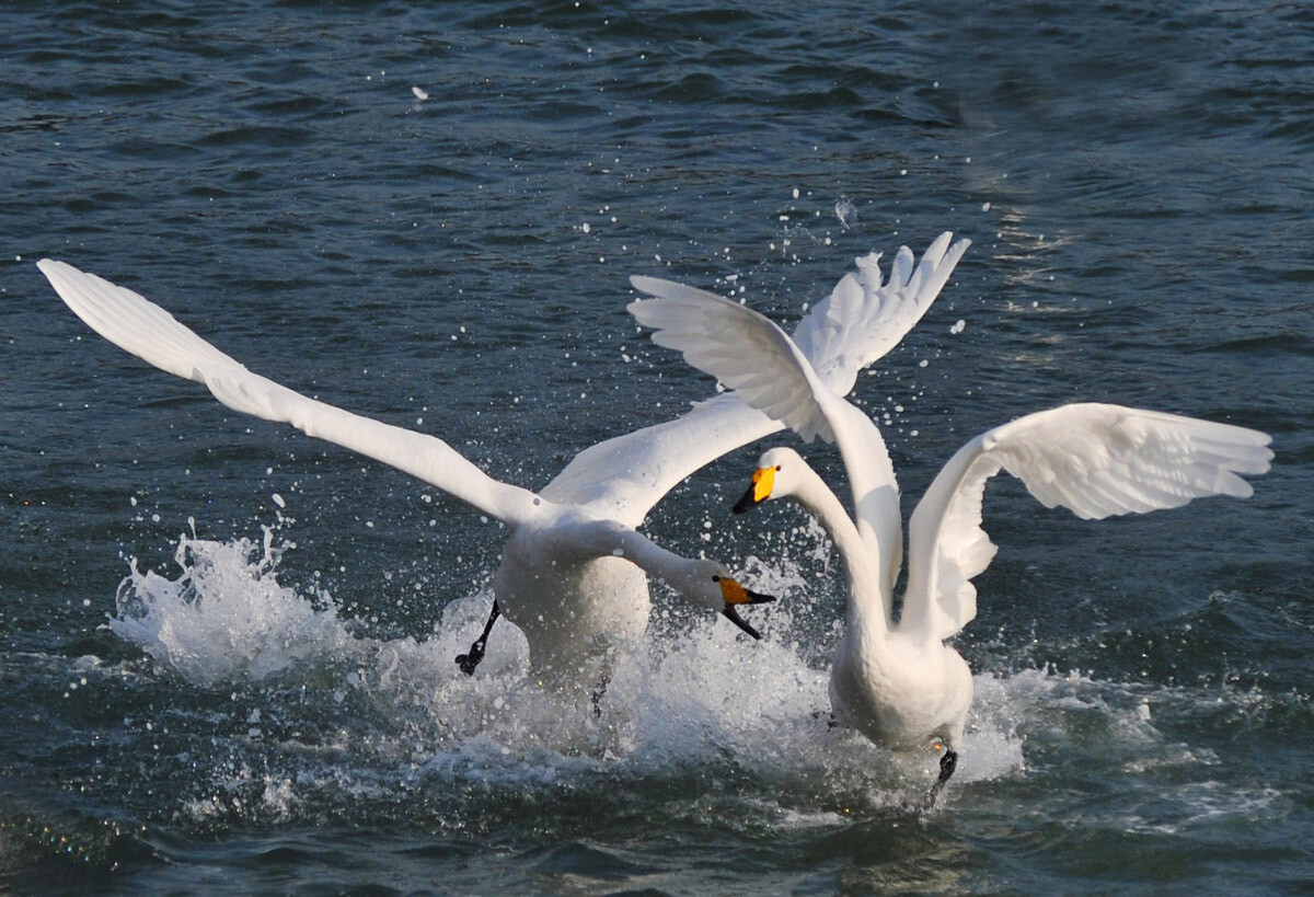 东江揽胜,惠州淡水常见鸟类图谱