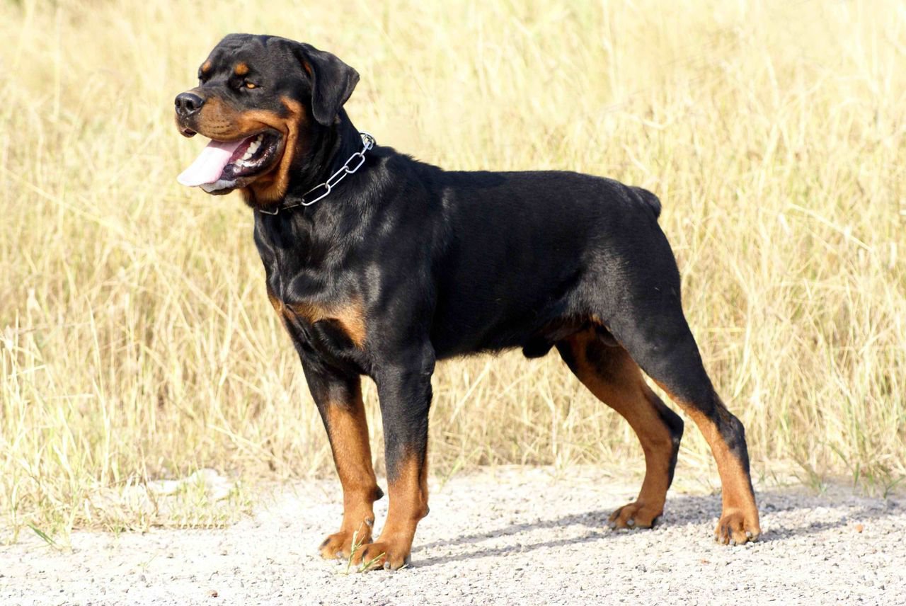 世上最漂亮的十种狗,最名贵的狗叫什么名字