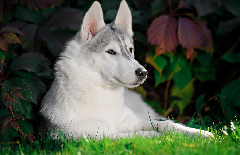 公认的无攻击性的6种狗你家有吗,什么狗忠诚攻击力高还可以养