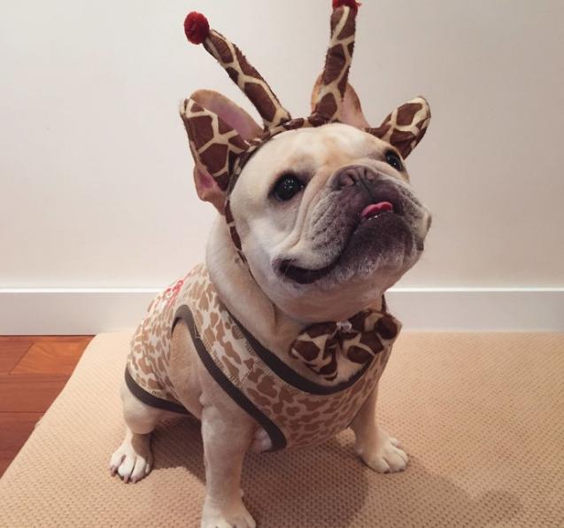 两个月的法斗怎么解决体臭,法斗体臭最好的解决方法