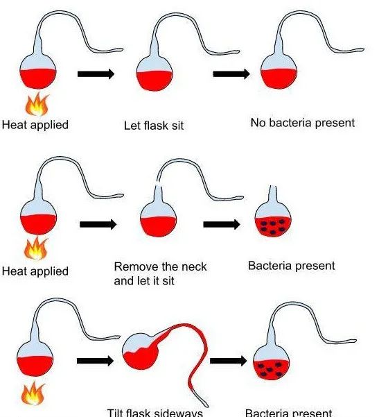 济南版八年级上册生物知识点归纳,八年级上册生物期末必考的知识点