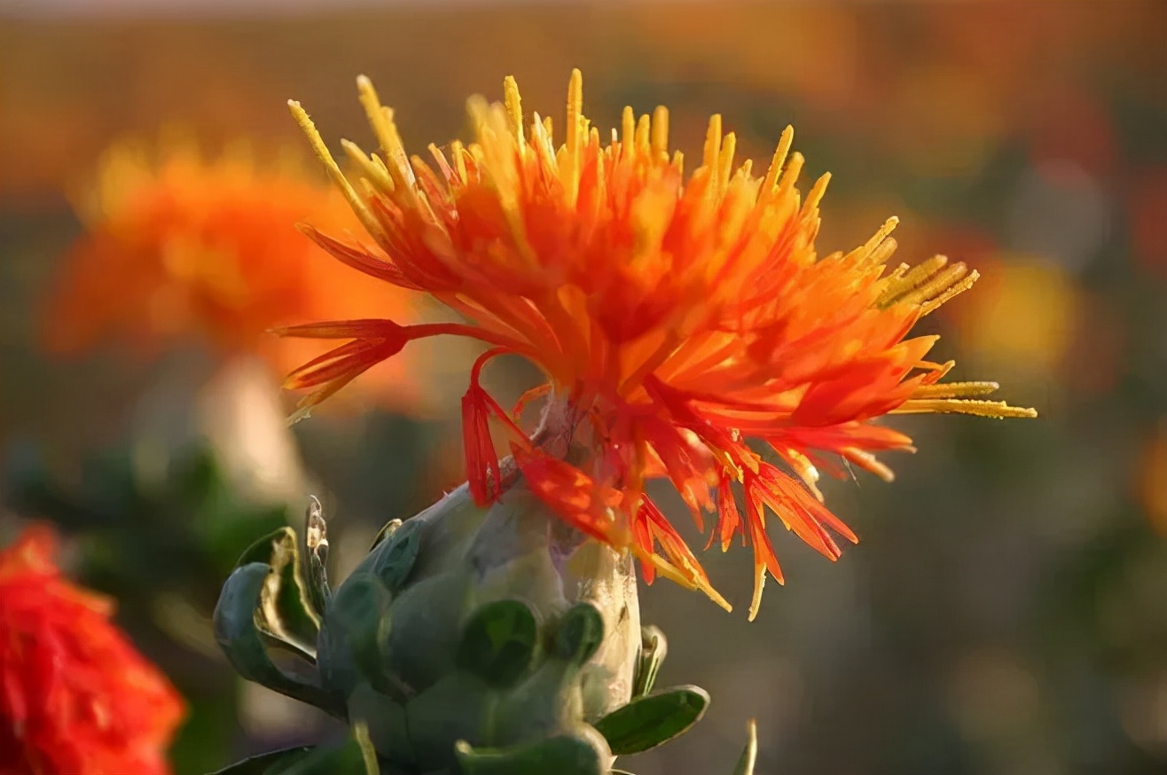 伊朗藏红花的由来,伊朗藏红花源头