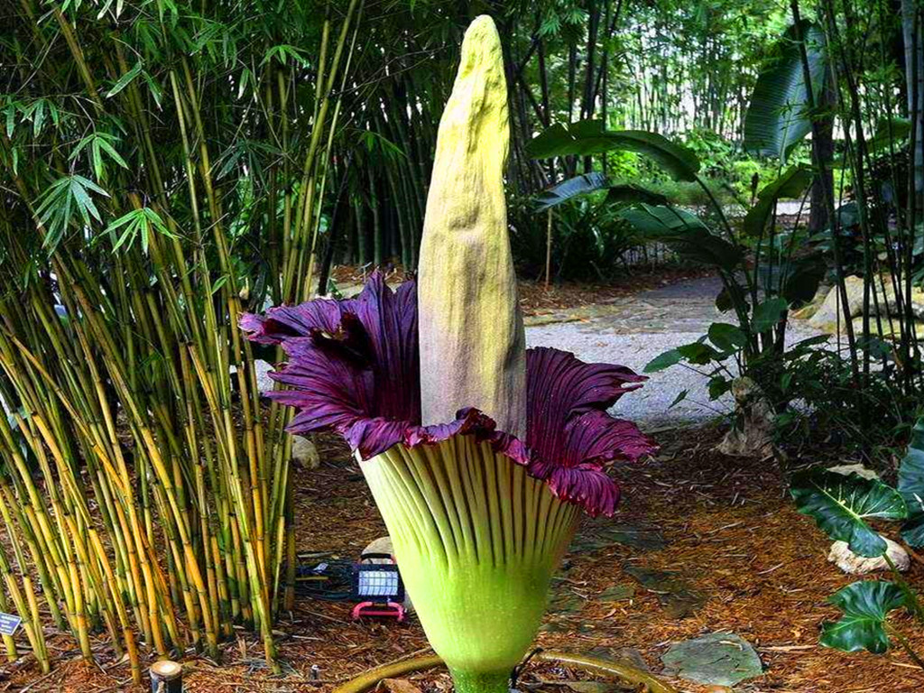 尸香魔芋花为什么这么臭,尸香魔芋碧绿色的来历