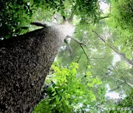 金丝楠之美、疗、藏丨筝哥艺述