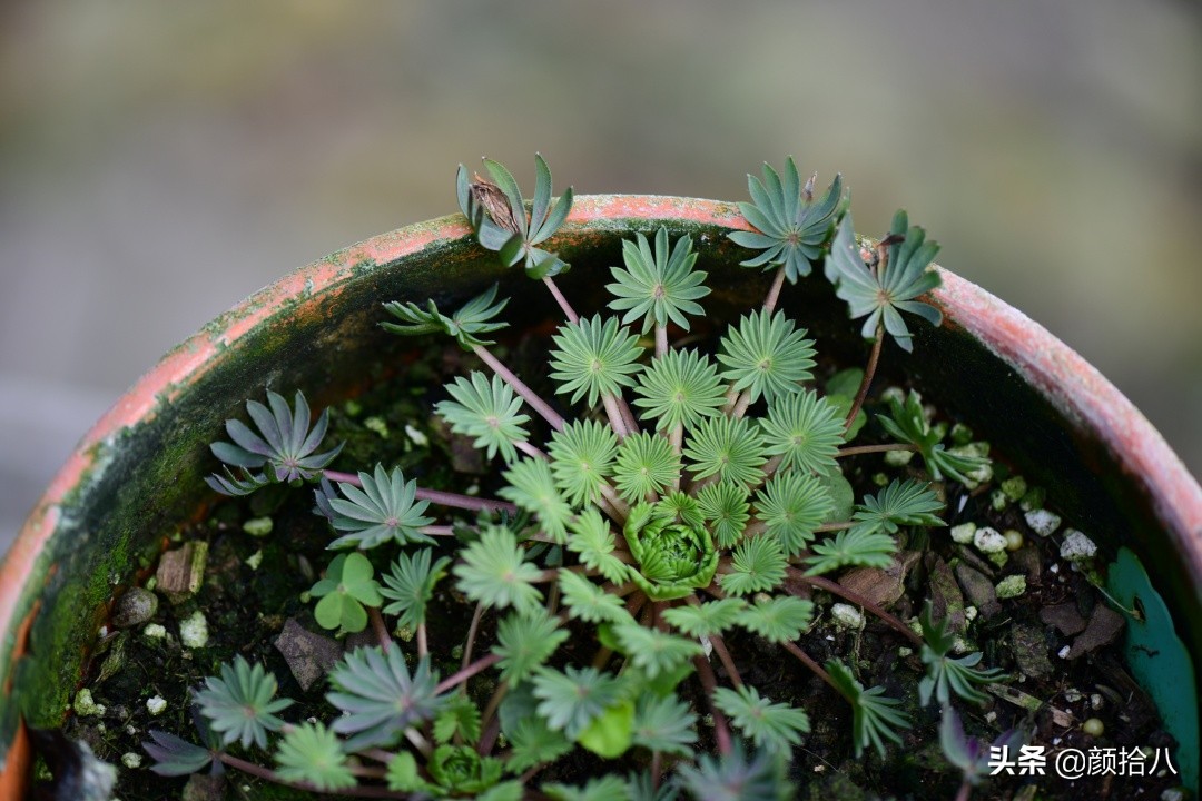 零下9度来袭，花园里的绿色是那么动人|园丁