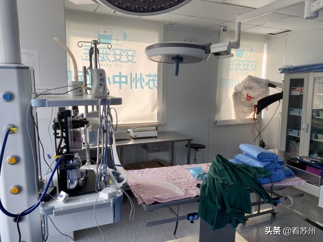 戴LV项圈、吃进口零食、住定制宾馆，网友：活得不如狗