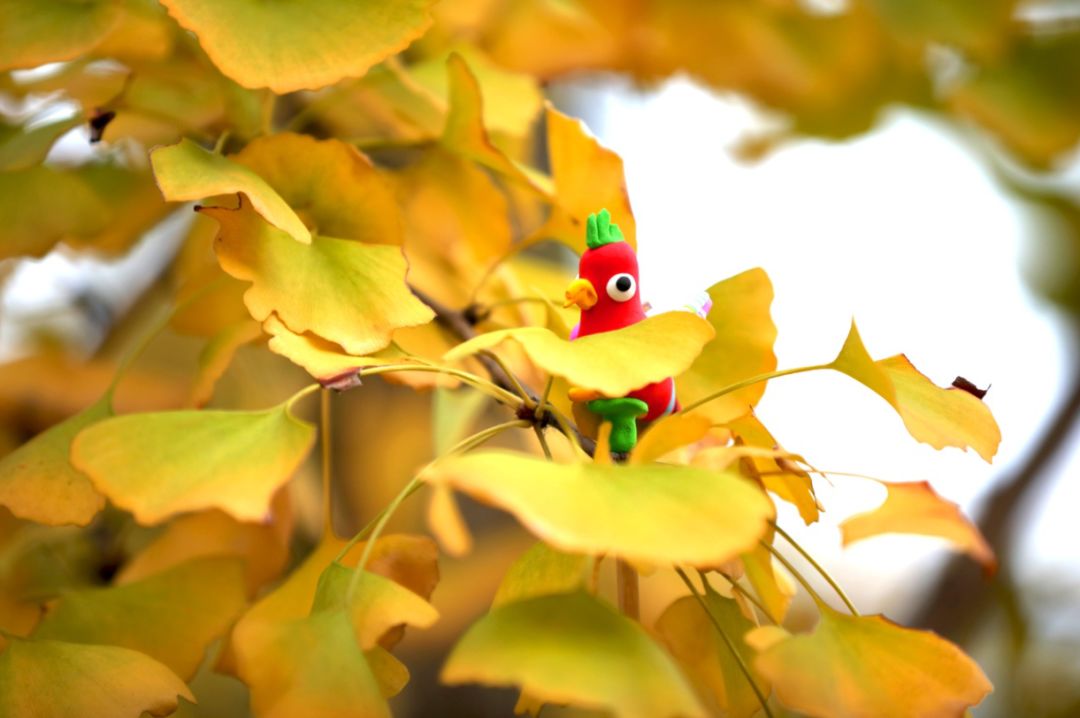 上海银杏叶打卡的地方,上海周边哪里有银杏叶