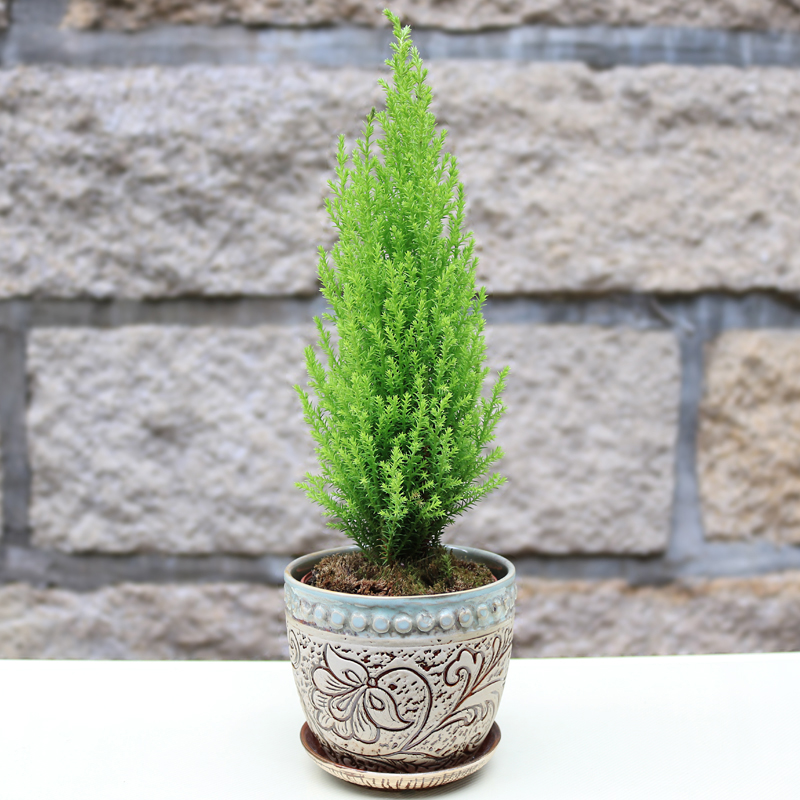 适合阳光暴晒的观叶绿植,适合室内养的高端观叶绿植