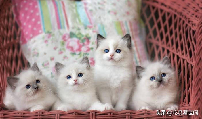 最贵的十种猫波斯猫,行走的人民币布偶猫