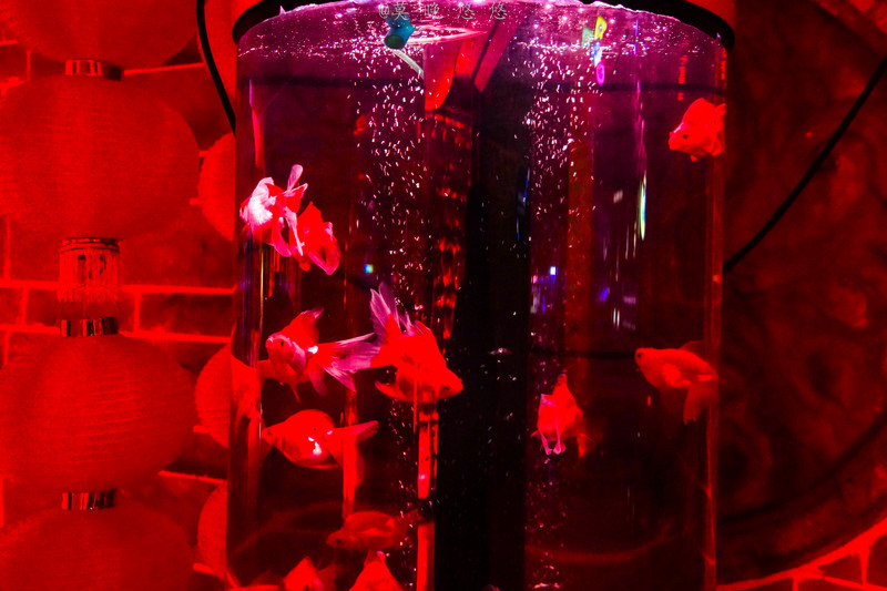 海洋极地海洋世界攻略,正佳极地海洋世界白鲸海象