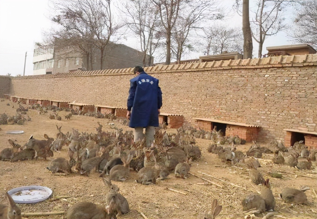 兔子跟鸡鸭鹅羊混养要注意的问题,兔子怎么养殖最好成活率很高